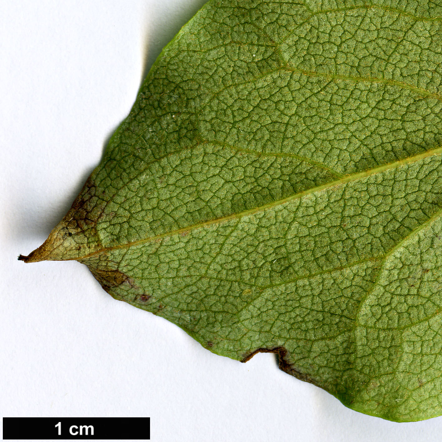 High resolution image: Family: Ericaceae - Genus: Rhododendron - Taxon: reticulatum